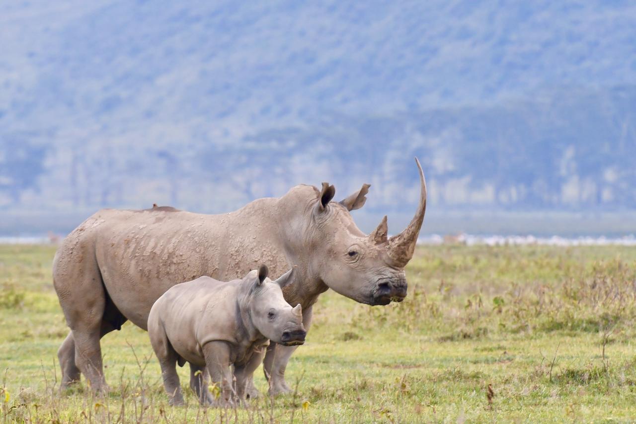 Mbweha Camp Lake Nakuru Elmenteita Exteriör bild