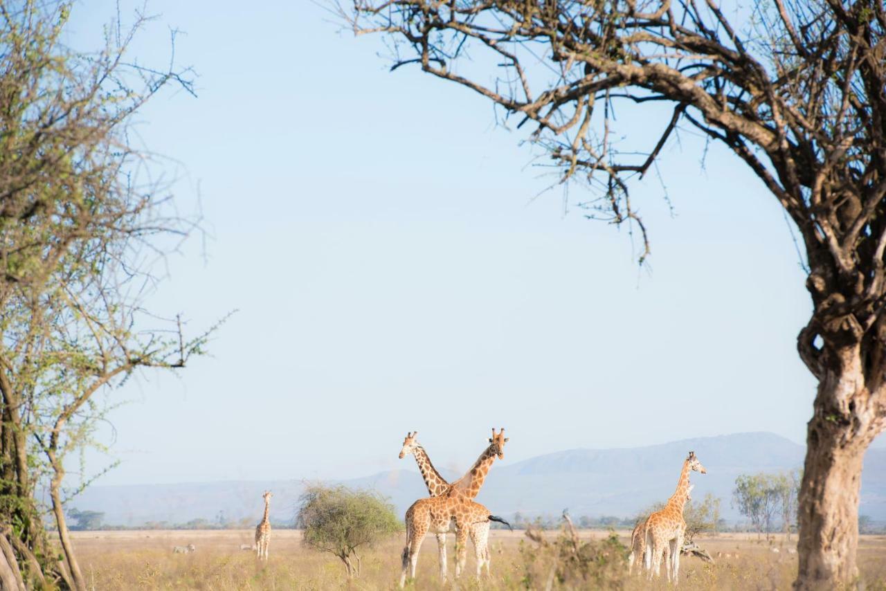 Mbweha Camp Lake Nakuru Elmenteita Exteriör bild